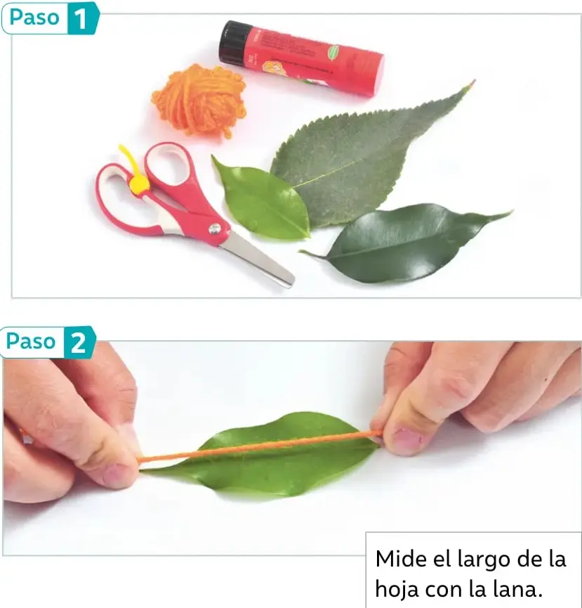 Dos manos sostienen una hoja verde y una lana naranja extendida a lo largo de la hoja; una leyenda indica: Mide el largo de la hoja con la lana.