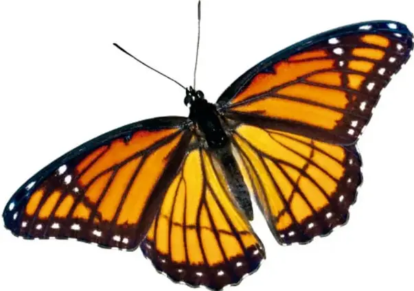 Fotografía grande de una mariposa monarca con las alas extendidas vista de frente, donde se aprecia el patrón que sugiere una cara o máscara.