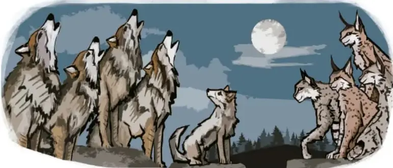 Ilustración de una manada de lobos mexicanos aullando bajo la luna llena, con un lobito que observa sin aullar.