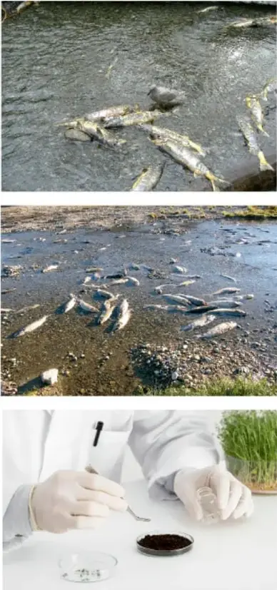 Río con muchos peces muertos flotando en el agua.