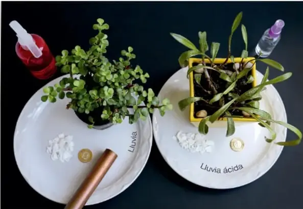 Los dos bloques experimentales montados: plato etiquetado 'Lluvia' y plato etiquetado 'Lluvia ácida', cada uno con planta, cascarón y moneda, junto a atomizadores.