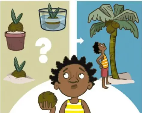 Niño observando plantas de cocotero en distintas etapas de crecimiento; crédito: Atzimba Gabriela Aguilar Nájera, Yucatán.