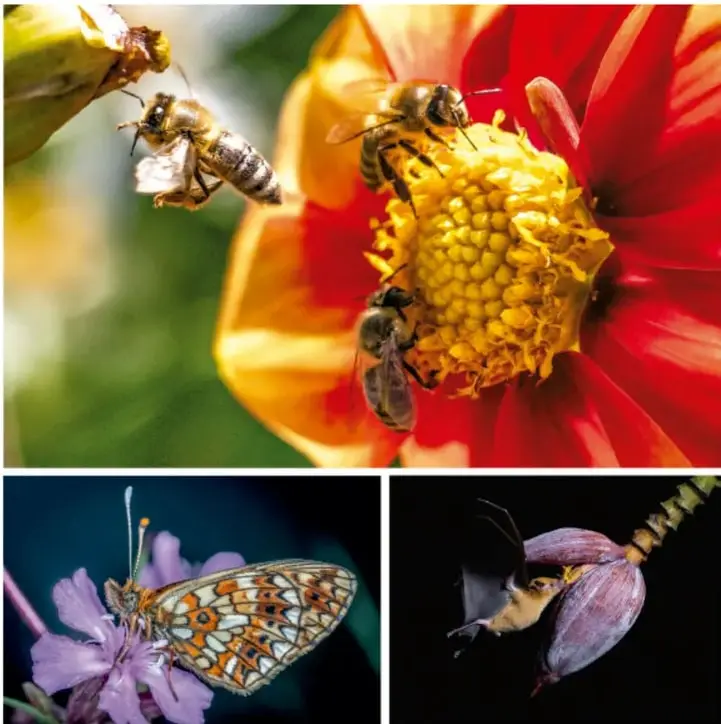 Abejas sobre una flor grande de pétalos rojos y centro amarillo.