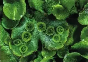 Fotografía de una hepática, una de las aproximadamente 6 500 especies de este grupo.