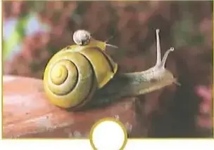 Fotografía de un caracol sobre una superficie.