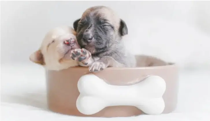 Fotografía de dos cachorros descansando dentro de un plato para mascotas con forma de hueso.