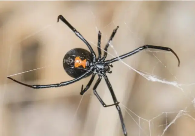 Fotografía de una viuda negra: araña negra brillante con marca anaranjada-roja en el abdomen, sobre su telaraña desordenada con fondo beige difuminado.