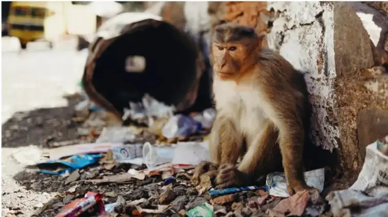 Fotografía de un mono (macaco) sentado sobre un suelo cubierto de basura y residuos sólidos junto a un contenedor volcado, ilustrando la destrucción del hábitat por los desechos humanos.