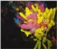 Fotografías de una esponja amarilla, una medusa rosada y un anélido.