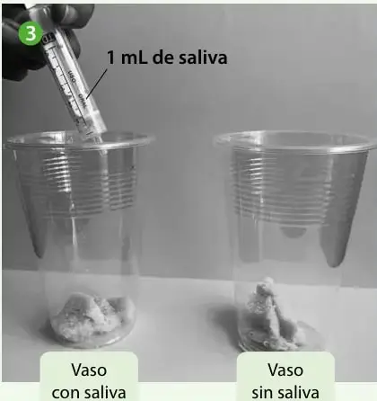Mano con un gotario agrega 1 mL de saliva al vaso rotulado 'Vaso con saliva'; al lado está el 'Vaso sin saliva'.