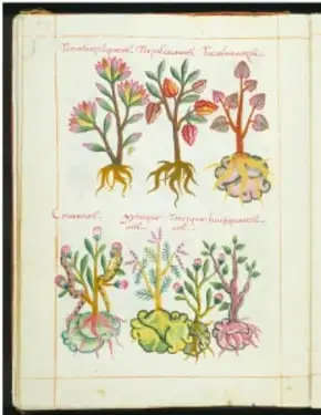 Página de un herbario antiguo con dibujos detallados de plantas medicinales.