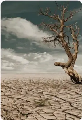 Árbol seco en un paisaje árido con suelo agrietado, ilustrando la degradación ambiental.