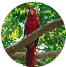 Fotografía de una guacamaya roja posada en una rama, ejemplo de fauna megadiversa.