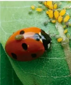Fotografía de una catarina (mariquita) sobre una hoja junto a pulgones amarillos, ejemplo de control biológico de plagas.