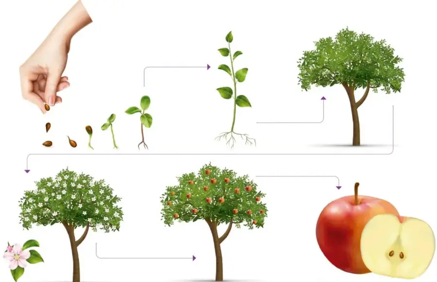Mano sembrando semillas y secuencia de crecimiento: semilla, brote, planta joven y árbol adulto.