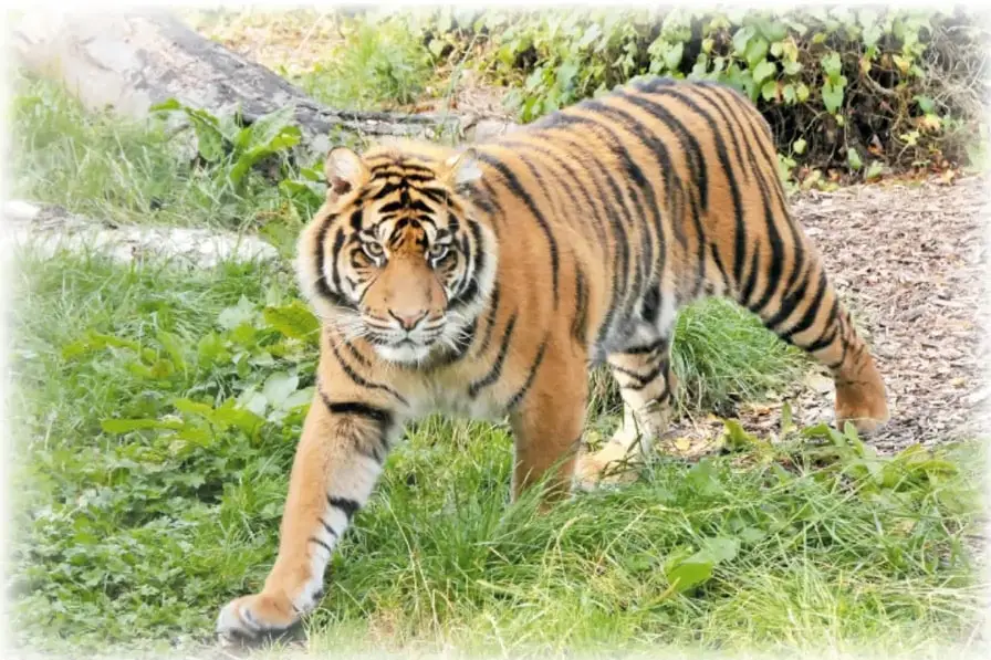 Fotografía de un tigre caminando sobre hierba con su pelaje rayado característico.