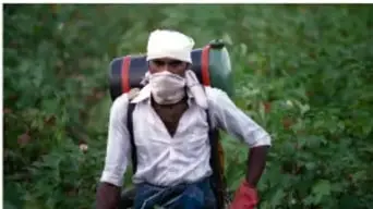 Trabajador agrícola con mascarilla y ropa protectora en un campo de algodón.