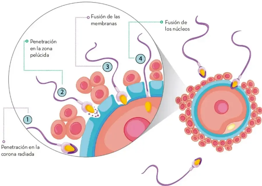 Infografía circular ampliada que muestra cuatro fases de la fecundación: 1) penetración en la corona radiada, 2) penetración en la zona pelúcida, 3) fusión de las membranas y 4) fusión de los núcleos. A la derecha se observa el óvulo completo rodeado por la corona radiada y varios espermatozoides acercándose.