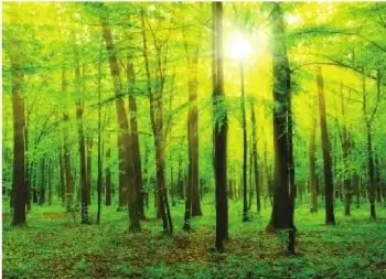 Bosque en el que las plantas compiten por recibir luz solar.