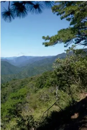 Fotografía de un paisaje de bosques y montañas de la región de los Chimalapas. Autor: Ubaldo Bobadilla Monroy, maestro frente a grupo, Escuela Primaria Insurgente José María Procopio Tello, Estado de México.