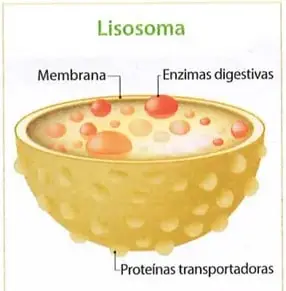 Figura 3 de Ciencias Naturales 9° · 2025