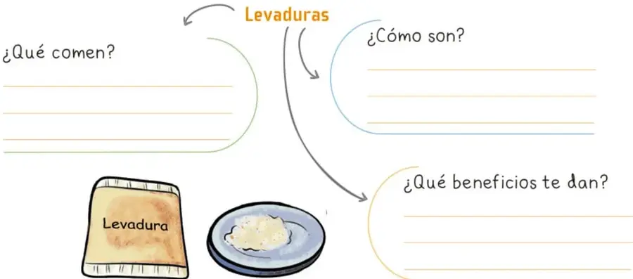 Mapa mental con la idea central 'Levaduras' y tres ramas: ¿Qué comen?, ¿Cómo son?, ¿Qué beneficios te dan?, con líneas para completar.