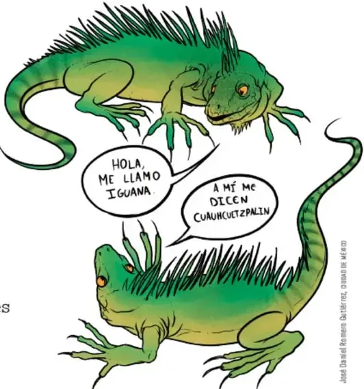 Dos iguanas verdes dialogan; una dice 'Hola, me llamo iguana' y la otra 'A mí me dicen cumuncutzpalin'.