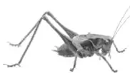 Ilustración de un grillo o saltamontes.