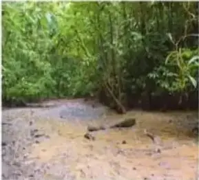 Suelos aluviales arcillosos en la Amazonía ecuatoriana.