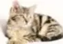 Fotografía de un gato doméstico acostado.