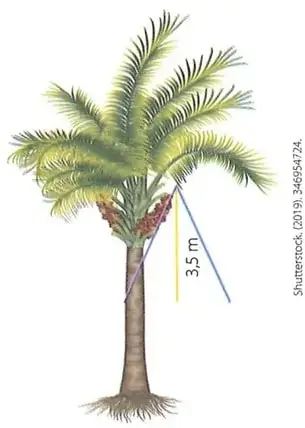 Palmera sujetada con dos cuerdas inclinadas hacia estacas; se indica una altura de $3,5\ \text{m}$.