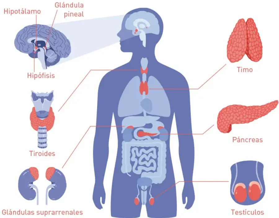 Silueta humana azul con glándulas endócrinas en rojo y rótulos: hipotálamo, glándula pineal, hipófisis, tiroides, glándulas suprarrenales, timo, páncreas y testículos.