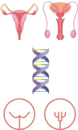 Ilustraciones del aparato reproductor femenino (útero, trompas y ovarios) y masculino, junto a una doble hélice de ADN y los símbolos de Venus y Marte.