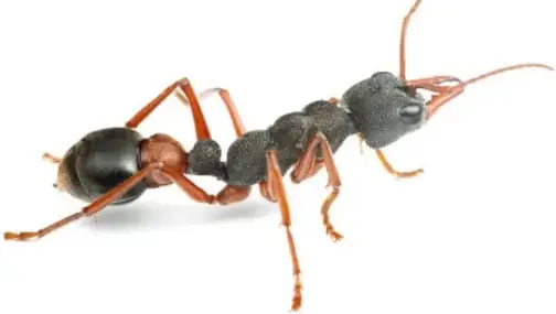 Fotografía de una hormiga grande de patas largas y cuerpo oscuro con tonos rojizos, vista de perfil.