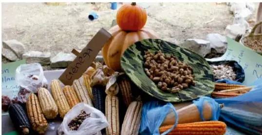 Fotografía de un puesto de mercado con alimentos locales: mazorcas de maíz de diferentes colores, frijoles en hojas, calabazas y otros productos agrícolas, ilustrando el consumo de productos comunitarios y de temporada.