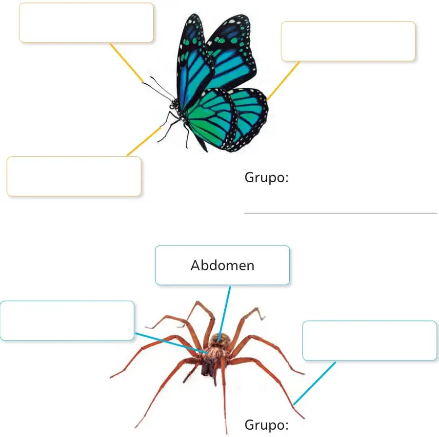 Mariposa de alas azules y verdes con tres casillas en blanco conectadas por líneas: dos en la zona de las alas y una en la zona de la cabeza.