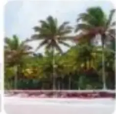 Fotografía de una playa con palmeras en la Costa del Ecuador.
