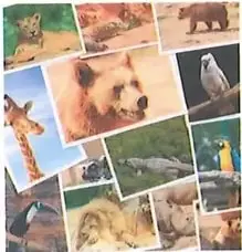 Collage de imágenes de animales que representa la clasificación en conjuntos.