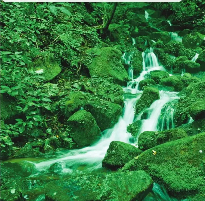 Fotografía de un bosque húmedo con abundante vegetación verde, musgos, rocas cubiertas de plantas y una corriente de agua con pequeñas cascadas.