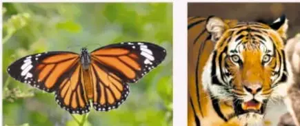 Fotografía de una mariposa monarca, ejemplo natural de simetría bilateral.