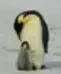 Fotografía de un pingüino emperador.