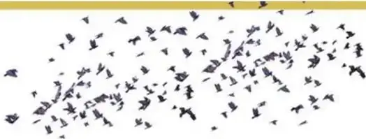 Bandada de muchos pájaros volando.