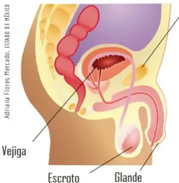 Diagrama sagital del aparato reproductor masculino con etiquetas: hueso púbico, vejiga, escroto y glande. Crédito: Adriana Flores, Mercado, ISADE DE MÉXICO.