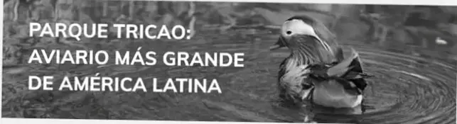 Fotografía de un pato mandarín nadando en el agua.