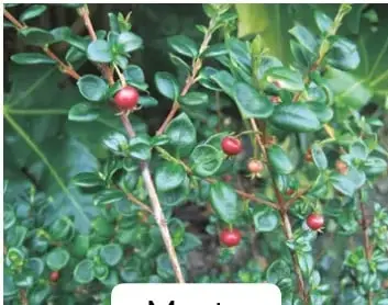Fotografía de una murta: arbusto con hojas pequeñas y frutos rojos redondos.