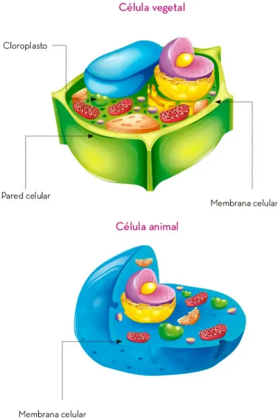Ilustración de una célula vegetal con forma prismática verde; se señalan el cloroplasto (estructura azul), la pared celular (borde externo verde) y la membrana celular (capa interna).
