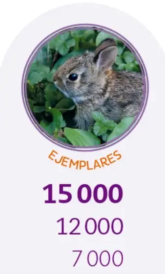 Infografía circular con la foto de un teporingo entre hojas y el título 'EJEMPLARES', seguida de los números 15 000, 12 000 y 7 000 que muestran el descenso de la población.