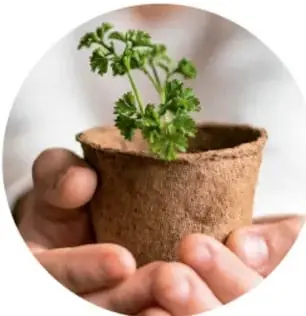 Mano sosteniendo una maceta con una planta de perejil.