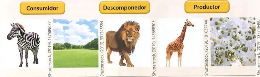 Cinco fotografías en fila: una cebra, un pastizal/pradera, un león, una jirafa y un moho blanco creciendo sobre una superficie, cada una con una línea en blanco debajo para escribir su clasificación.