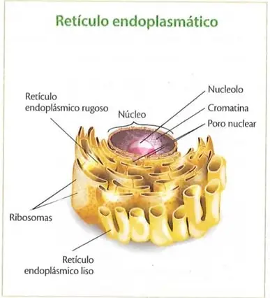 Figura 4 de Ciencias Naturales 9° · 2025